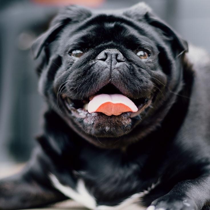 Portrait of Maya Chen, group coordinator and fusion cooking expert